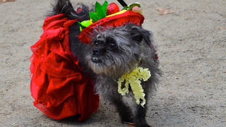 Illustration for article titled The Best Costumes From The Tompkins Square Dog Parade